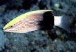 Saddleback Hogfish